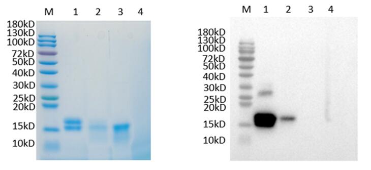 1. INHBE before digest<br />2. INHBE after digest<br />3. Flow through<br />4. Elution